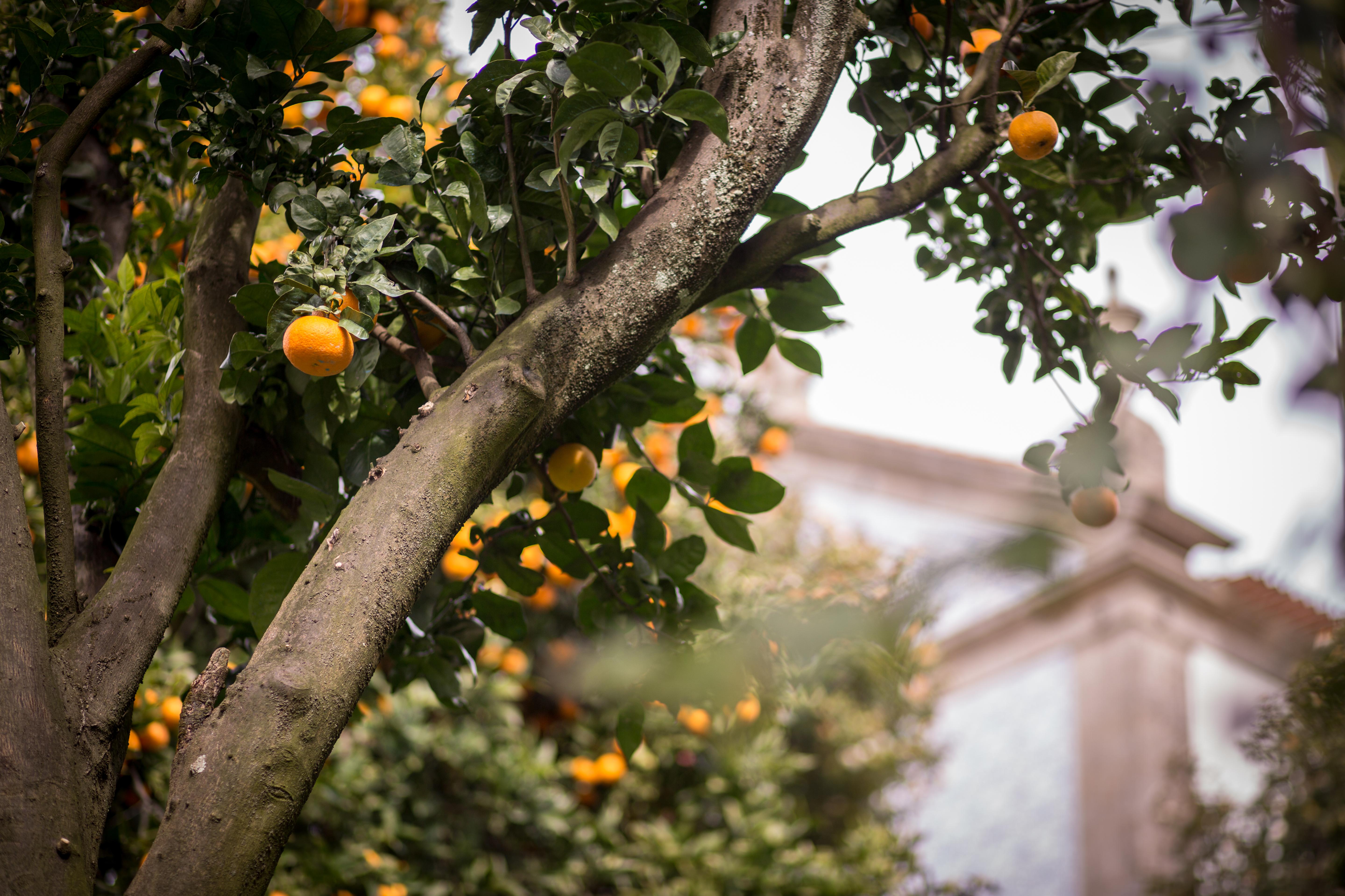ホテル Quinta Sao Miguel De Arcos Arcos  エクステリア 写真